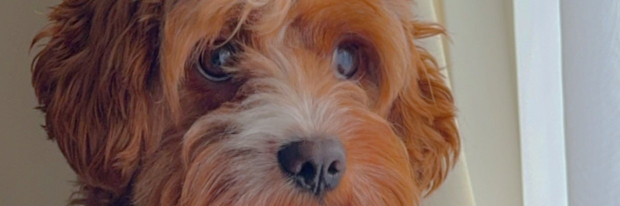 Brandonls97's profile banner image