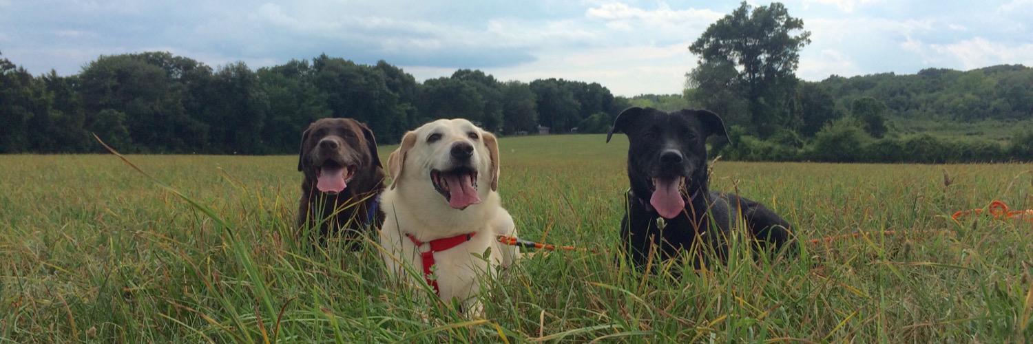 Sherman Shrader 🇵🇸 banner