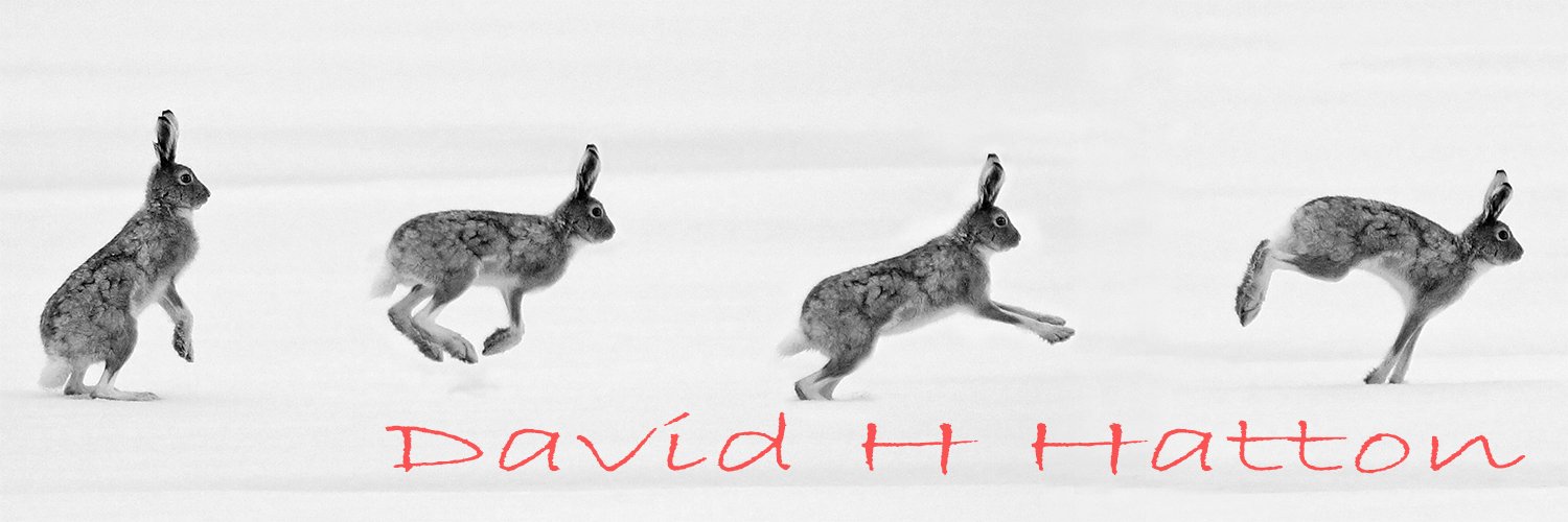 David Hatton banner