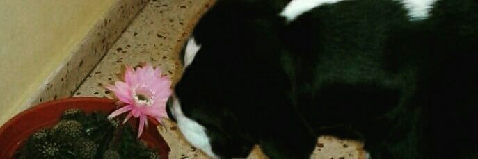 SofiDenardi's profile banner image