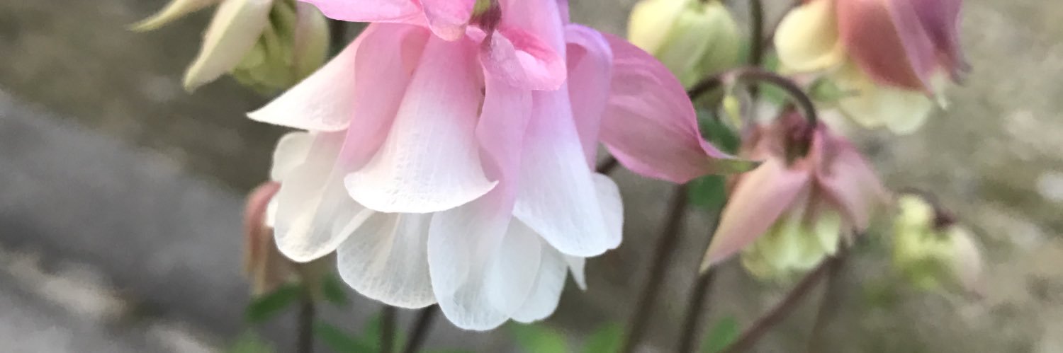 169JunSnow's profile banner image