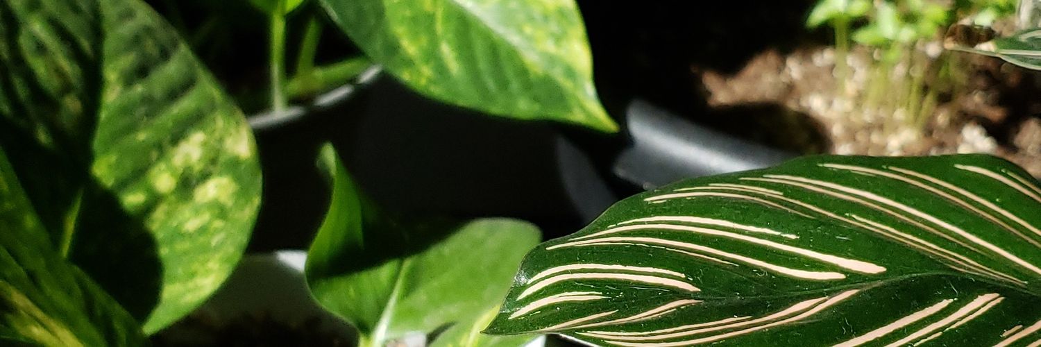 nesssasss's profile banner image