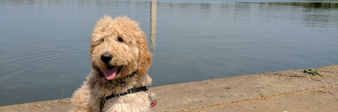 Alyssa Constad banner