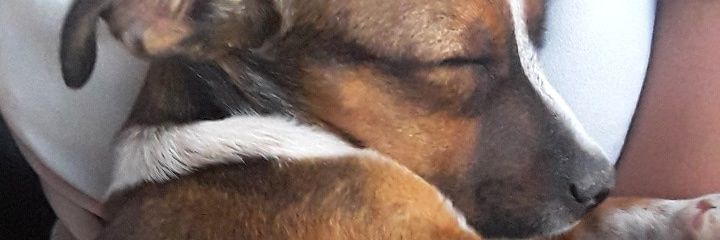 Sofisvidal's profile banner image