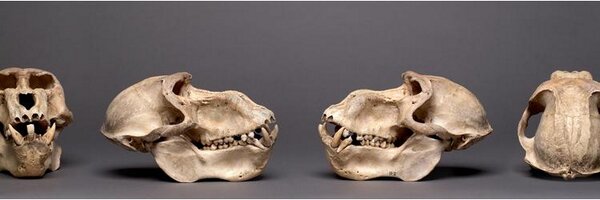 TCDZooMuseum Profile Banner