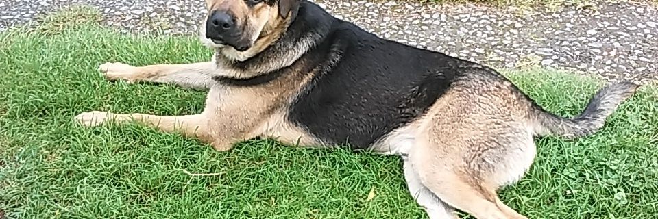 lopezrlucia's profile banner image