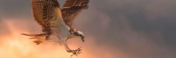 four_eyed_eagle's profile banner image