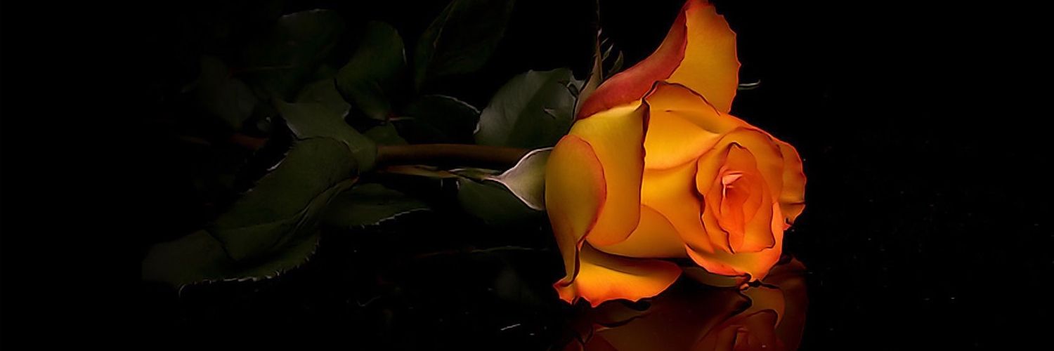 premelia11's profile banner image
