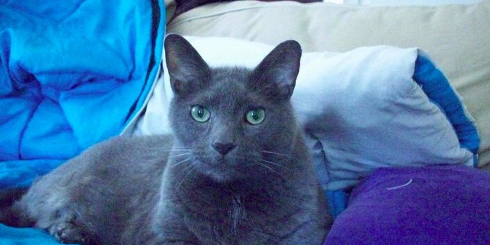 ExistentialCat's profile banner image