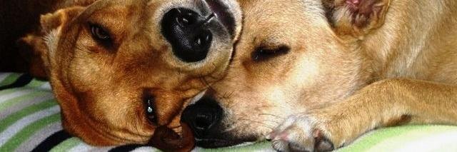 soulmuttsTO's profile banner image