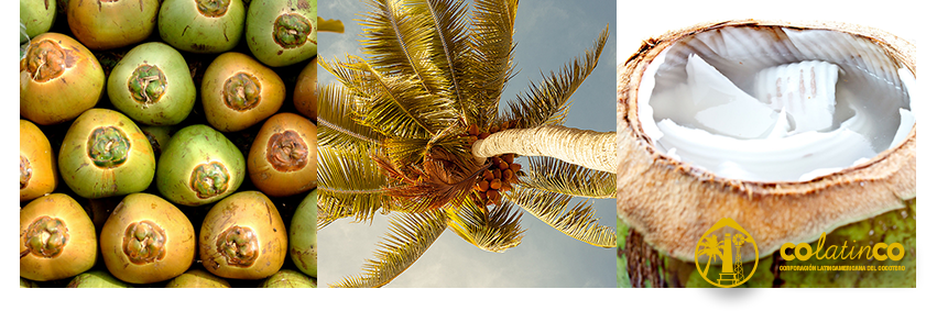 colatinco's profile banner image