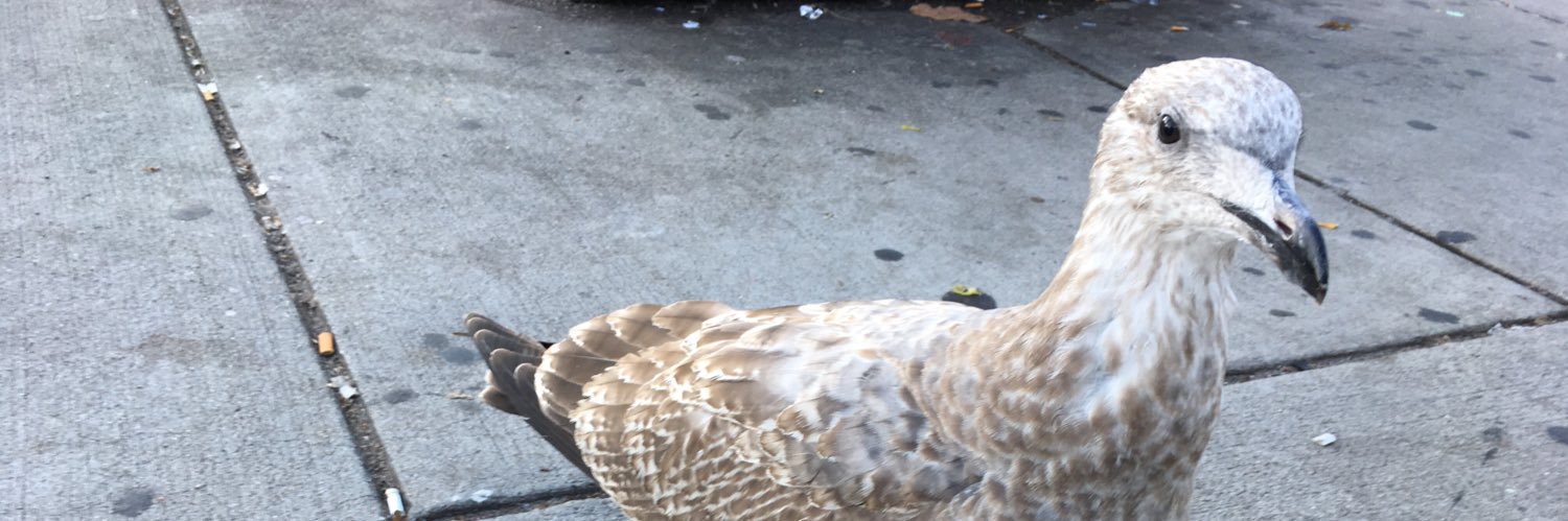 Chris in 02134 banner