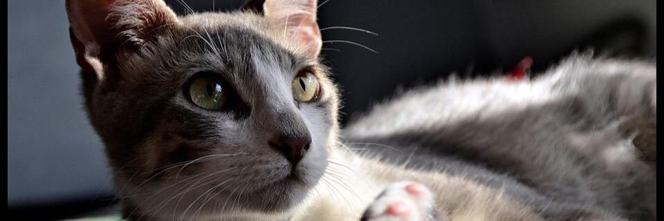 MauroPercich's profile banner image