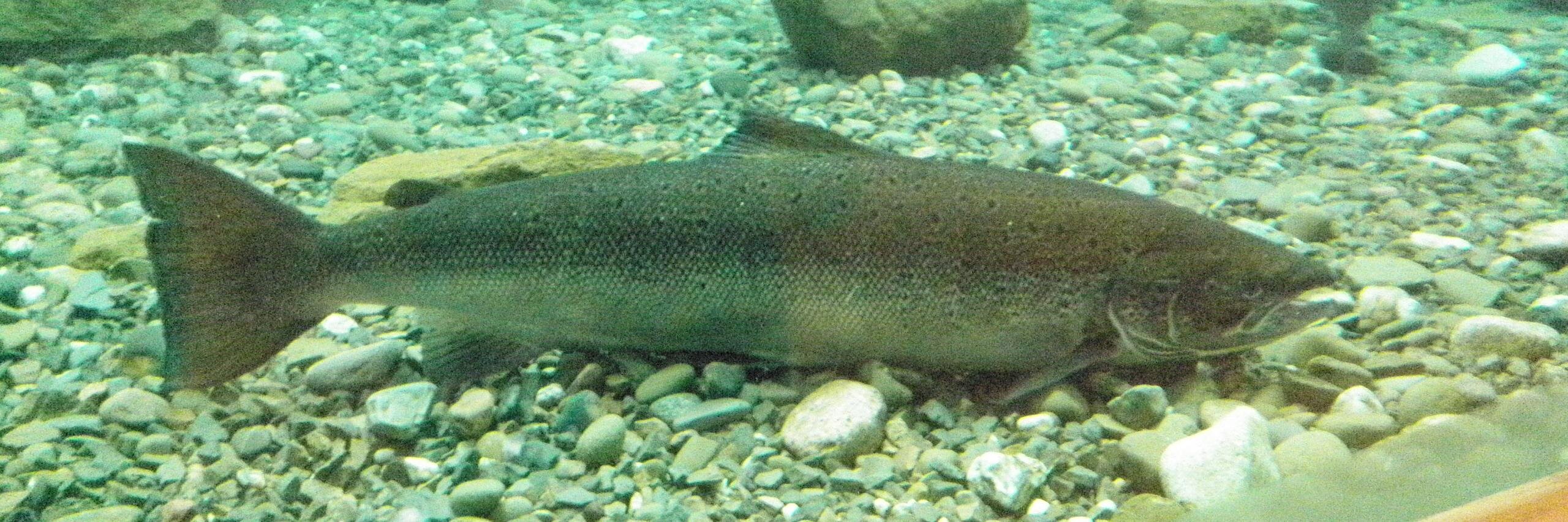 AtlSalmonMuseum's profile banner image