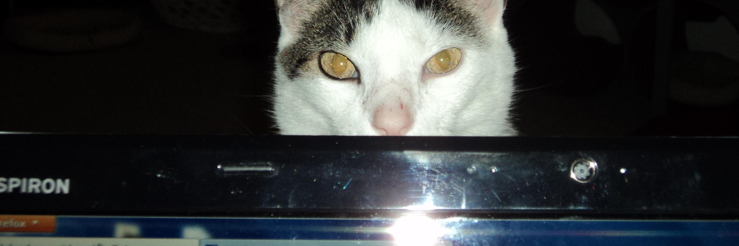 RandomFelines's profile banner image