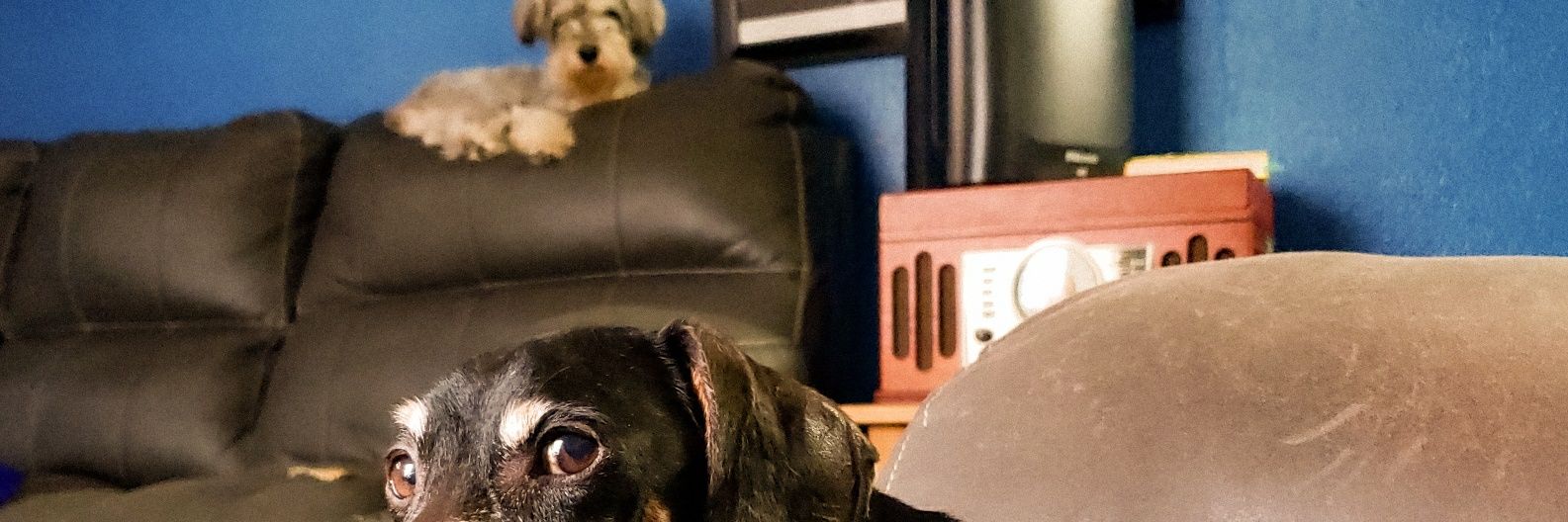 ▪︎beatz▪︎ banner