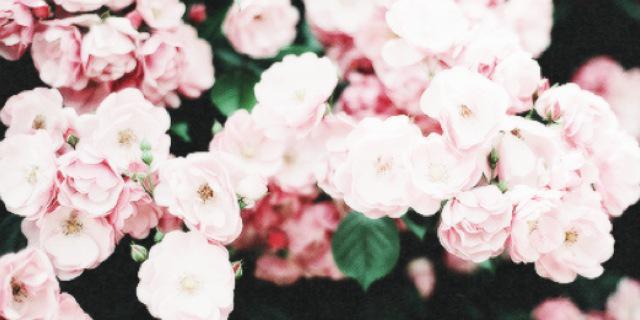 crischa_23's profile banner image