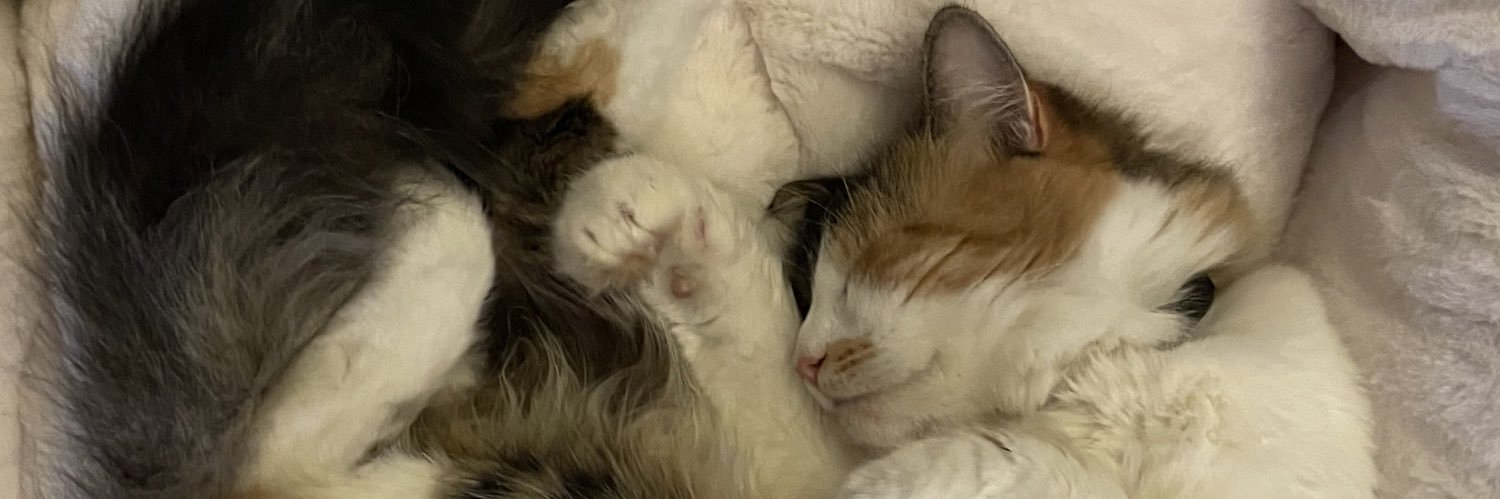 mollyllx's profile banner image