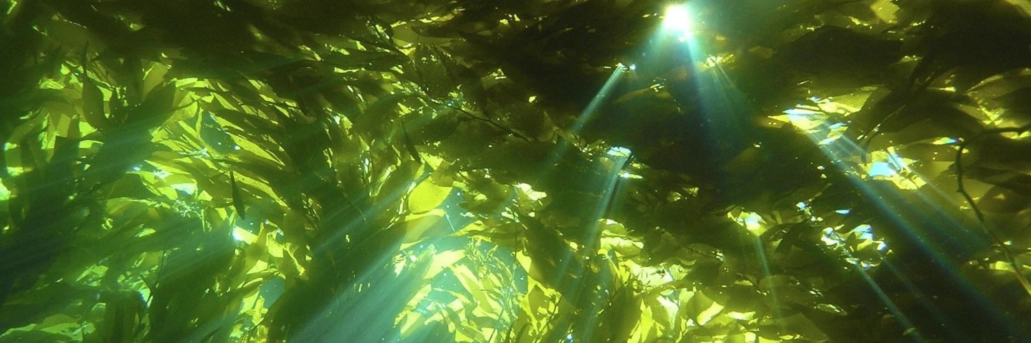 FloatingForests's profile banner image
