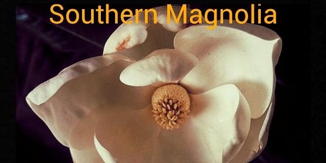 SouthernMagnola's profile banner image