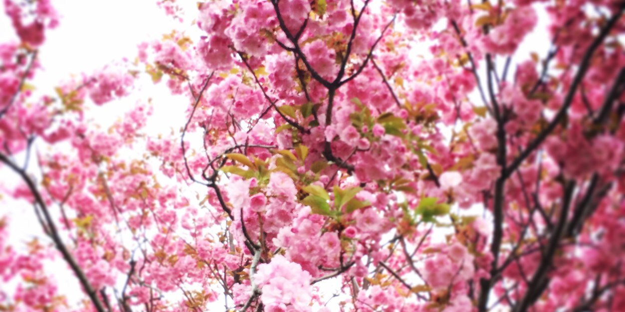 festoga's profile banner image