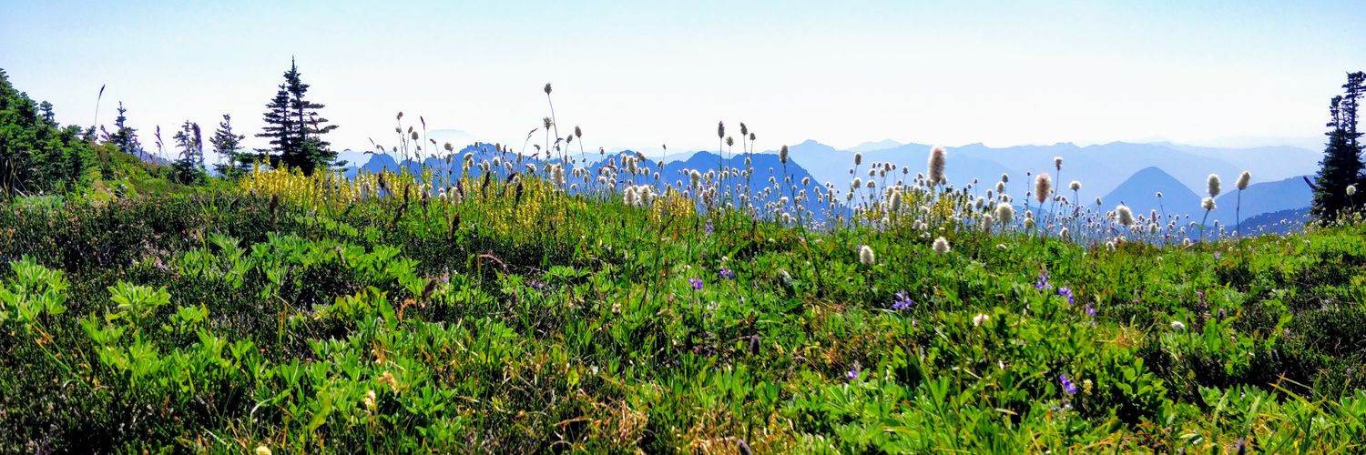 Ali Schoos, PT banner