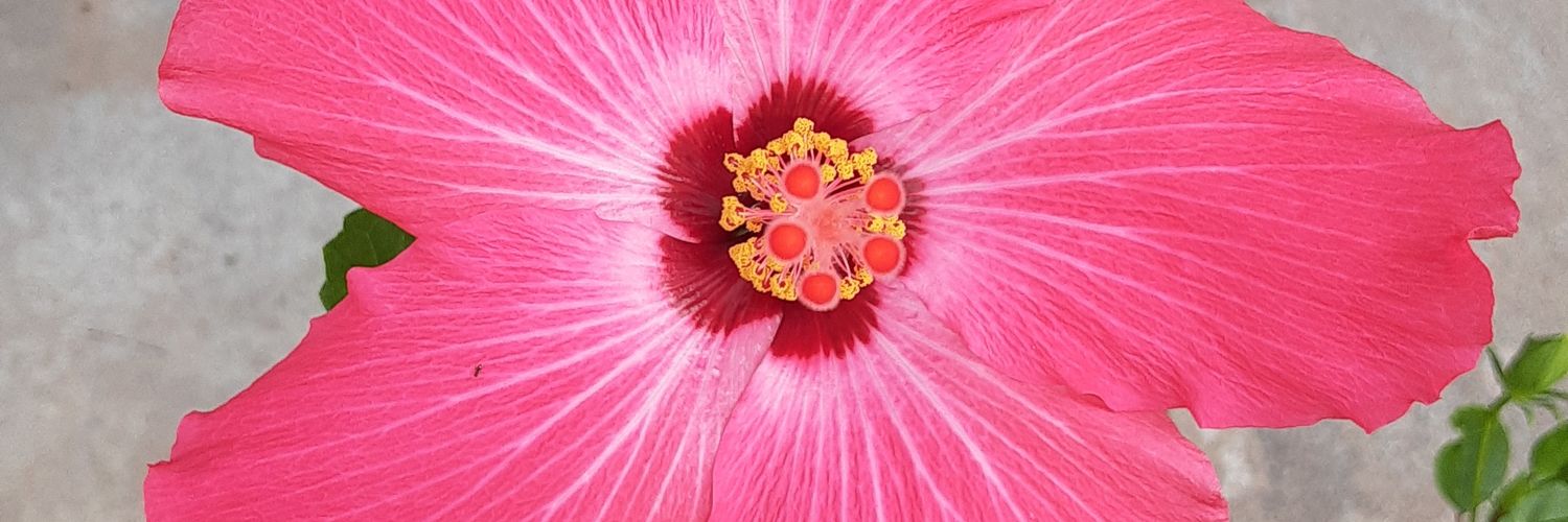 AngelaCottle's profile banner image
