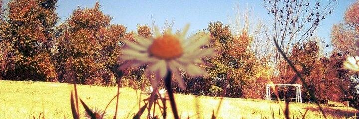 Miicadela's profile banner image