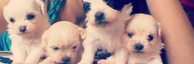 Julianacas64's profile banner image