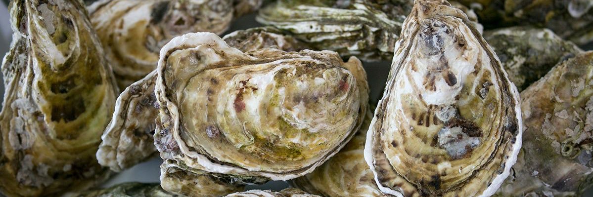 shuckhead's profile banner image