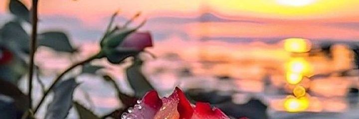 PradLopes's profile banner image