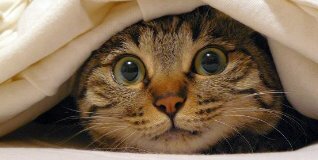 TrouveLeChat's profile banner image