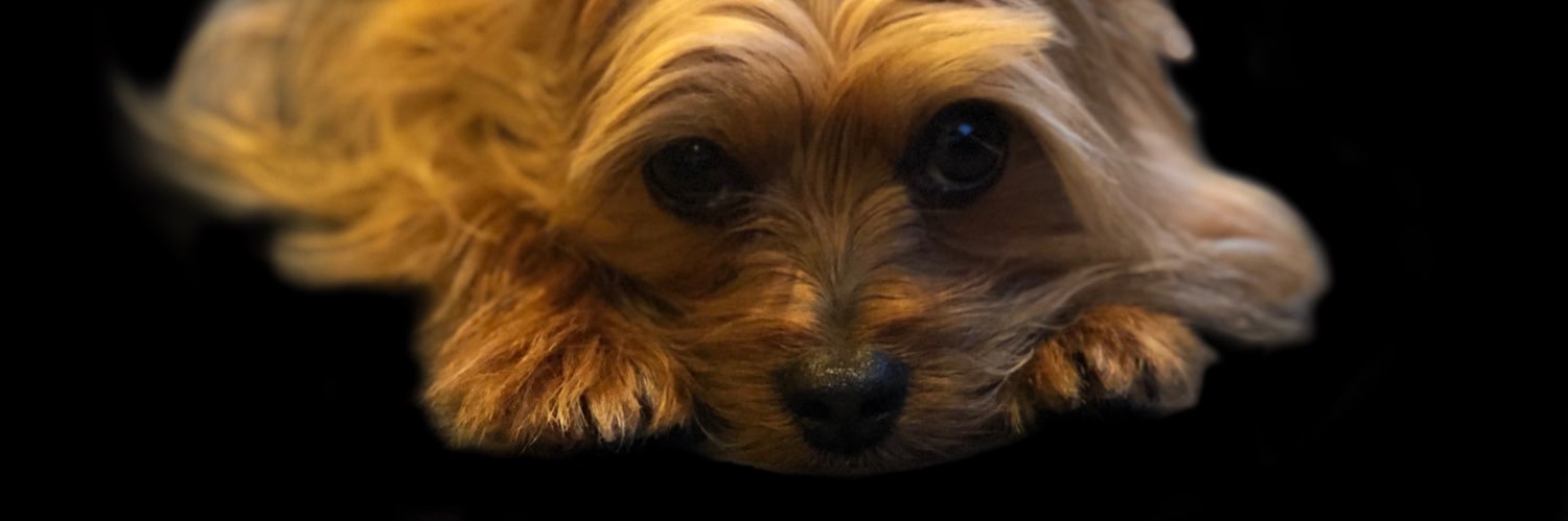wardstevi's profile banner image