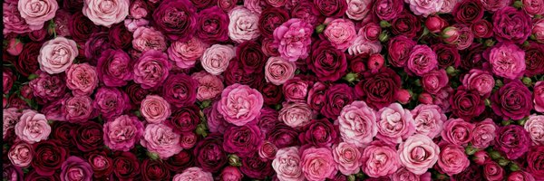 sonirw Profile Banner