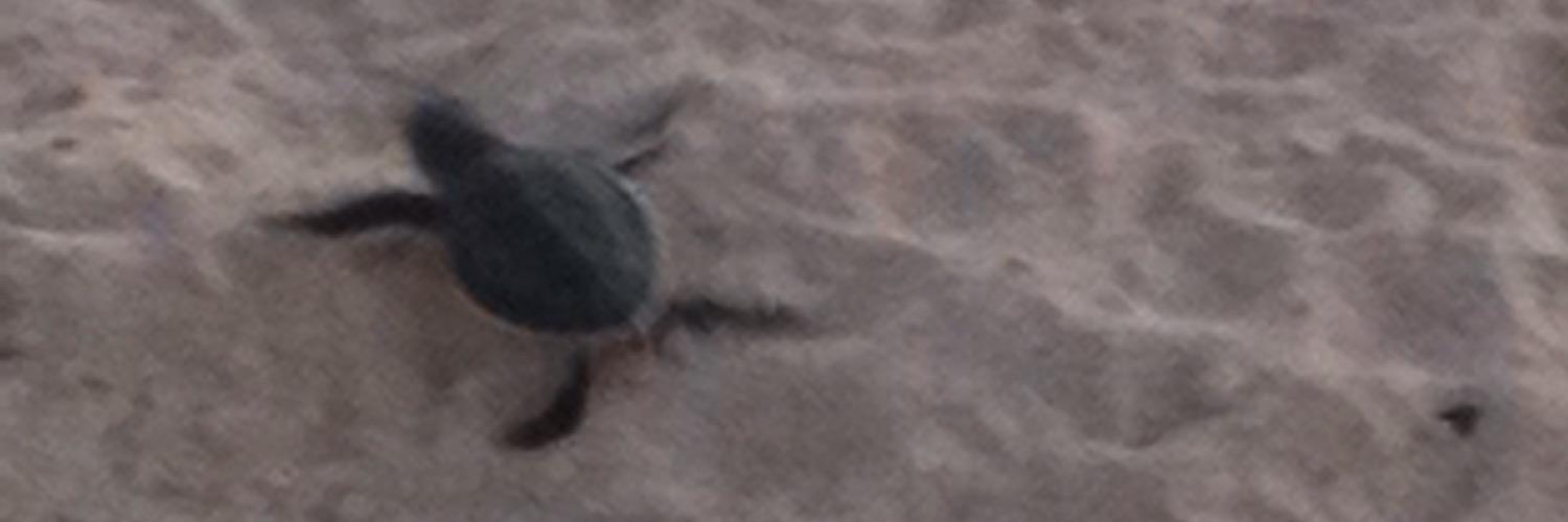 Cat Barton banner