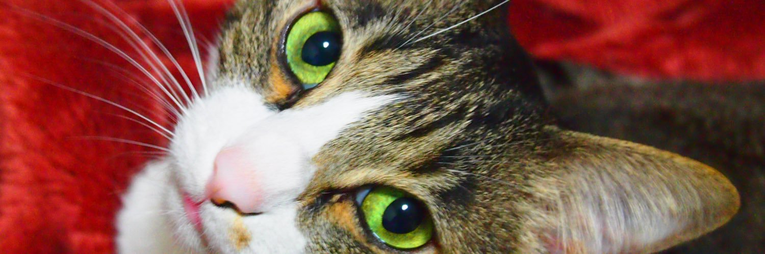 greencodama's profile banner image
