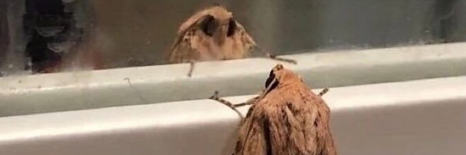 джокушка ловушкера 💫 часовой banner