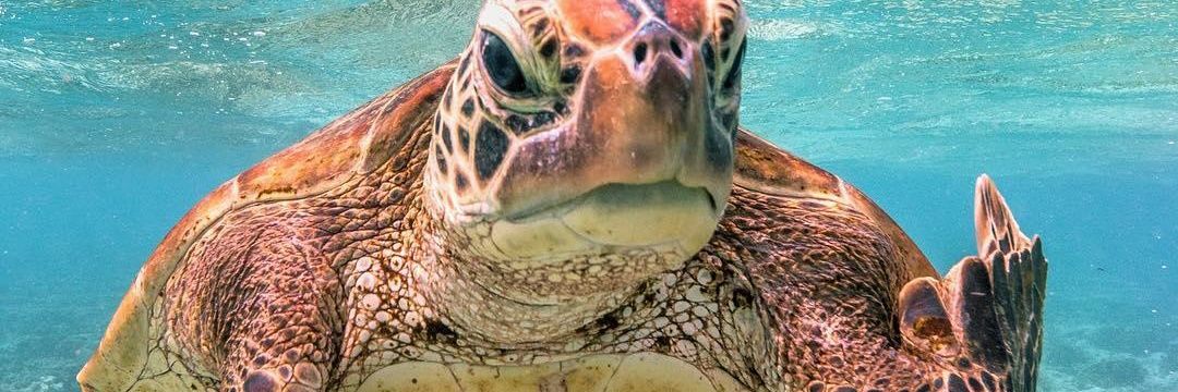 Afforestation F.C banner