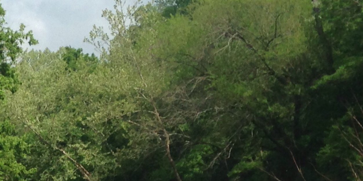 ArkansasN's profile banner image
