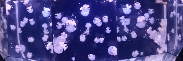 adnilebllessur Profile Banner