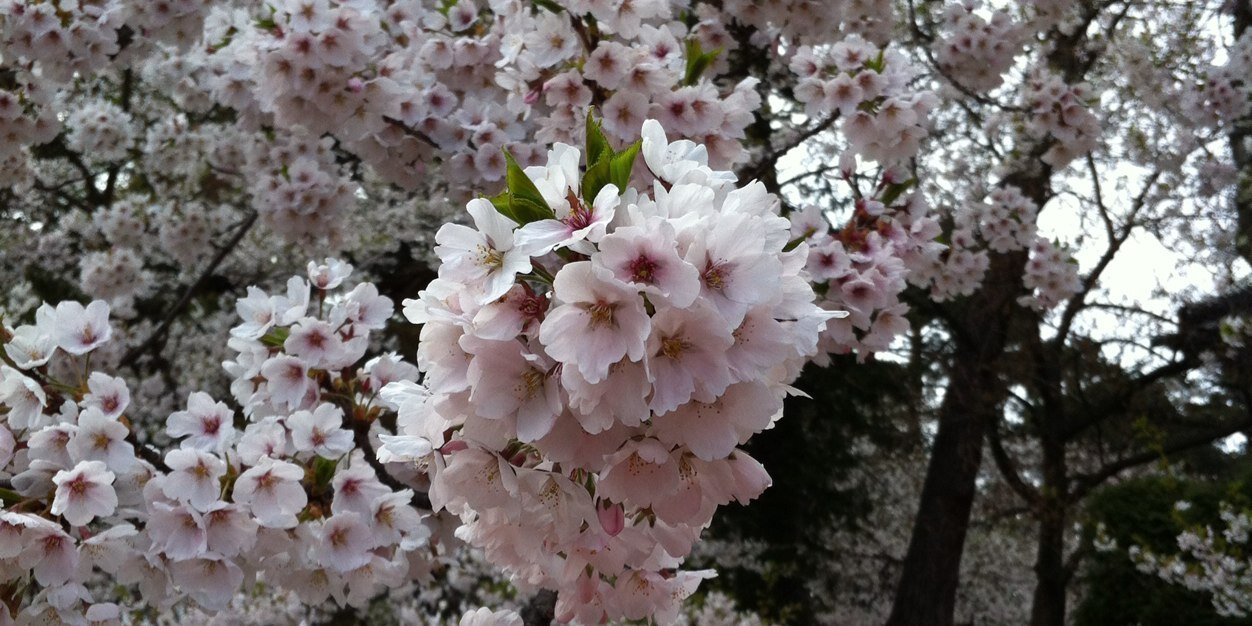 さくら(sakura)'s banner