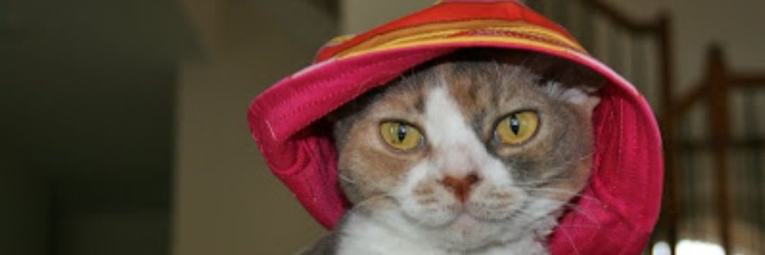 ratcat2020's profile banner image