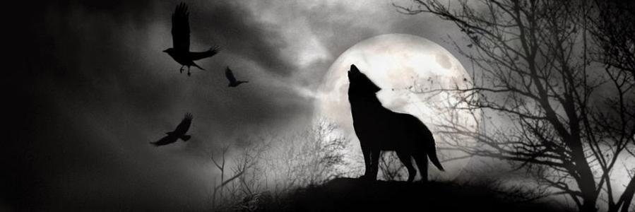 FreeSyrianWolf's profile banner image