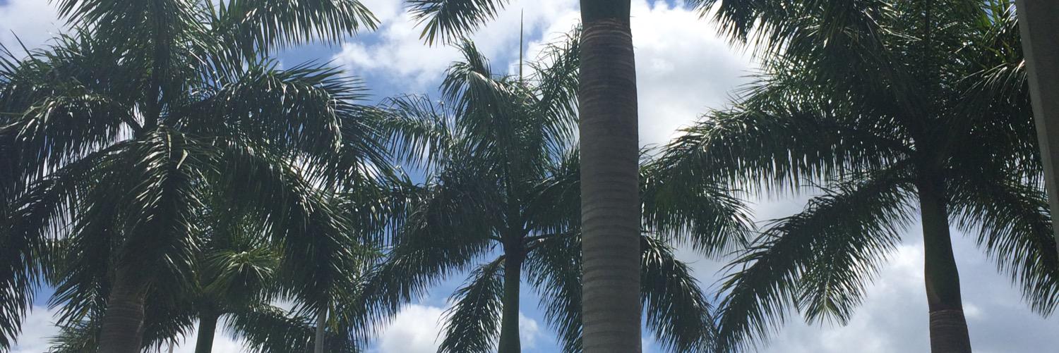 smallestpepper's profile banner image