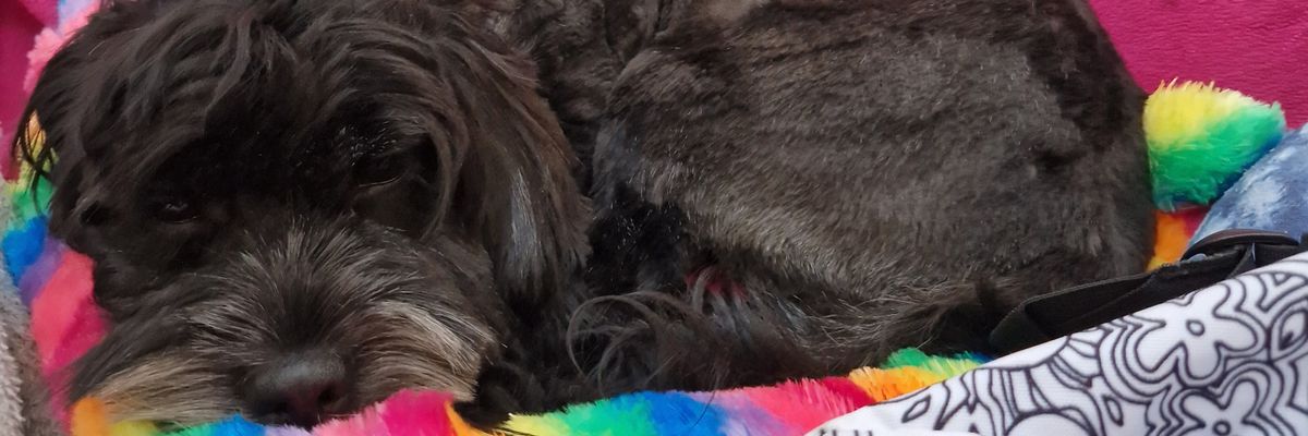 Sweenmeista's profile banner image