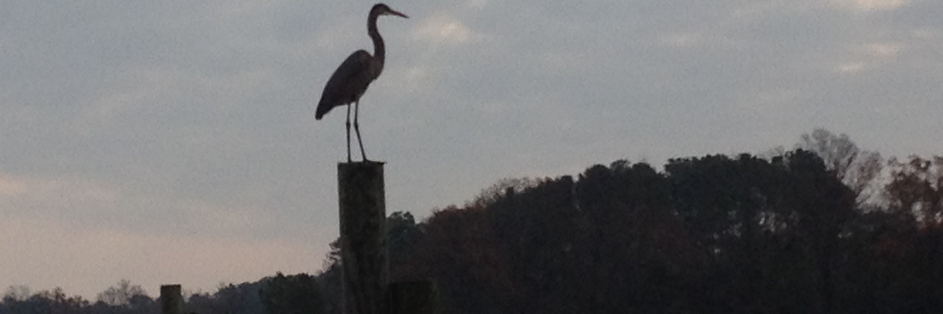 Patrick Murphy banner