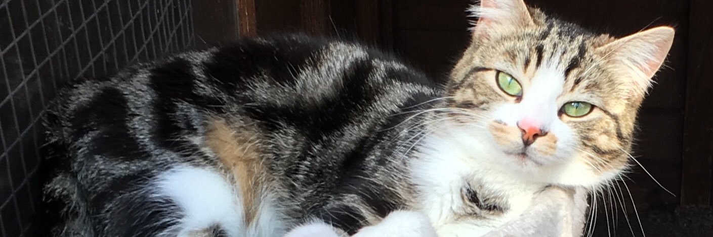 StrayCatsRus's profile banner image