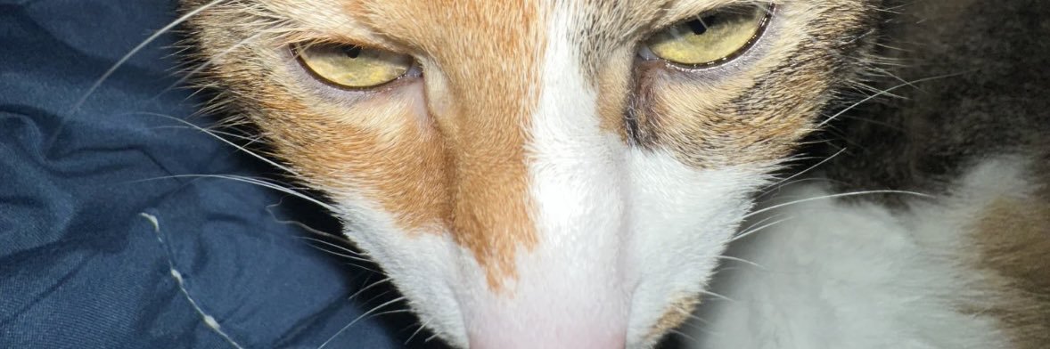 CharlieTepe's profile banner image
