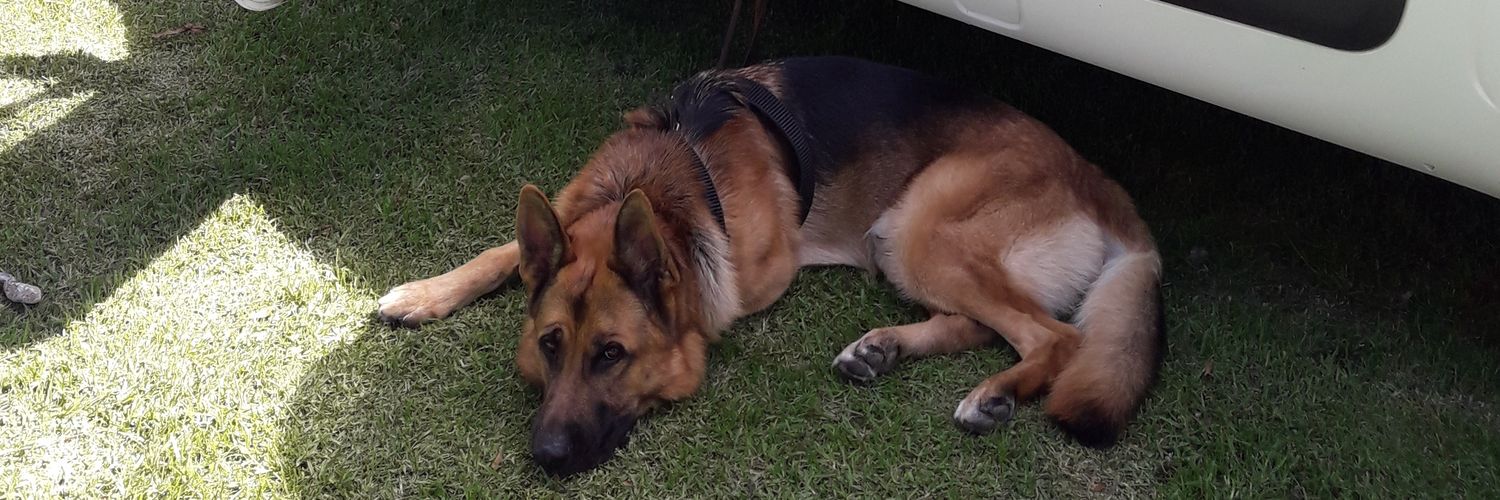 💜Mirtha Amores Perros💜☀️ banner