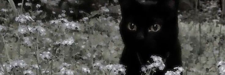 Aska banner